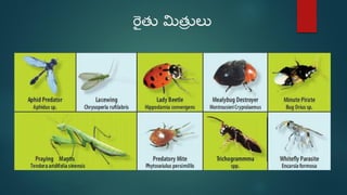 Beneficial insects (telugu) | PDF