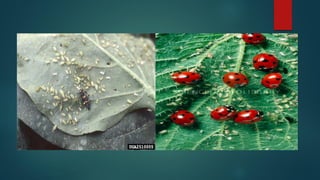 Beneficial insects (telugu) | PDF