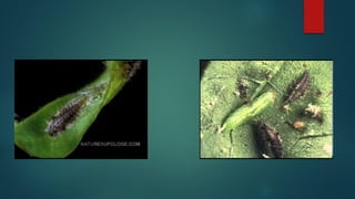 Beneficial insects (telugu) | PDF