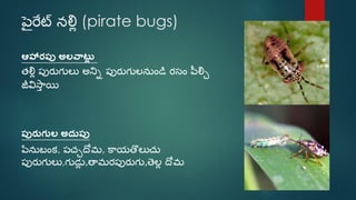 Beneficial insects (telugu) | PDF