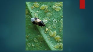 Beneficial insects (telugu) | PDF