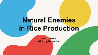Natural Enemies
in Rice Production
Val C. Garcia
MS Crop Protection
 