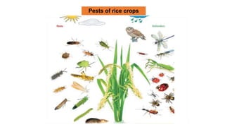 beneficial as pollinator, Beneficial Insects.pptx