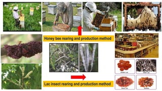 beneficial as pollinator, Beneficial Insects.pptx