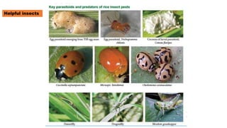 beneficial as pollinator, Beneficial Insects.pptx