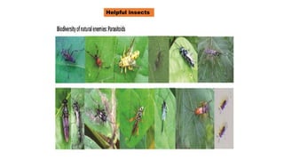 beneficial as pollinator, Beneficial Insects.pptx