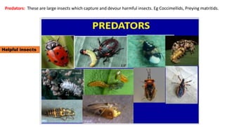 beneficial as pollinator, Beneficial Insects.pptx