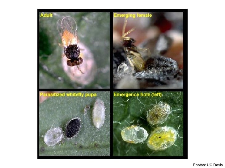 Introduction Biocontrol Insects For Greenhouses
