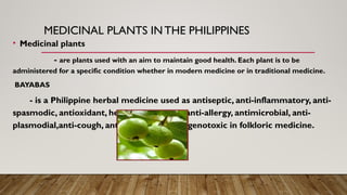 MEDICINAL PLANTS INTHE PHILIPPINES
• Medicinal plants
- are plants used with an aim to maintain good health. Each plant is to be
administered for a specific condition whether in modern medicine or in traditional medicine.
BAYABAS
- is a Philippine herbal medicine used as antiseptic, anti-inflammatory, anti-
spasmodic, antioxidant, hepatoprotection, anti-allergy, antimicrobial, anti-
plasmodial,anti-cough, antidiabetic and antigenotoxic in folkloric medicine.
 