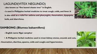 LAGUNDI(VITEX NEGUNDO)
- also known as “five leaved chaste tree” in English.
- is used in Philippine herbal medicine to treat cough, colds, and fever. It
is also used as a relief for asthma and pharyngitis, rheumatism, dyspepsia,
boils, and diarrrhrea.
SAMBONG (Blumea balsamifera)
- English name Ngai camphor
- A Philippine herbal medicine used to treat kidney stones, wounds and cuts,
rheumatism, diarrhea, spasms, colds and coughs and hypertension.
 