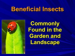 Beneficial Insects Commonly Found in the Garden and Landscape 