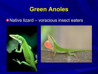 Voracious Insect Beneficials class 5 | PPT