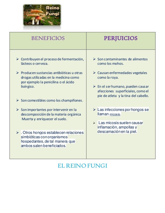 Terkini Como Se Llama El Profesional Que Estudia El Reino Fungi