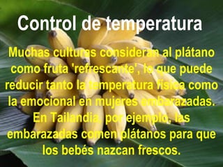 Control de temperatura   Muchas culturas consideran al plátano como fruta 'refrescante', lo que puede reducir tanto la temperatura física como la emocional en mujeres embarazadas. En Tailandia, por ejemplo, las embarazadas comen plátanos para que los bebés nazcan frescos. 