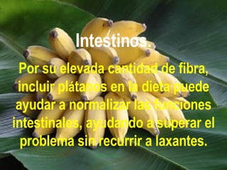 Intestinos. Por su elevada cantidad de fibra, incluir pl á tanos en la dieta puede ayudar a normalizar las funciones intestinales, ayudando a superar el problema sin recurrir a laxantes. 