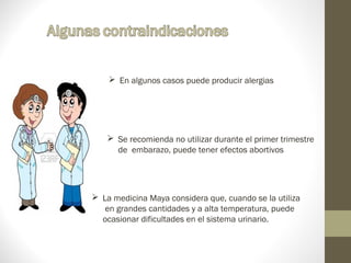  En algunos casos puede producir alergias




    Se recomienda no utilizar durante el primer trimestre
     de embarazo, puede tener efectos abortivos




 La medicina Maya considera que, cuando se la utiliza
   en grandes cantidades y a alta temperatura, puede
  ocasionar dificultades en el sistema urinario.
 
