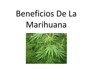 Beneficios De La
Marihuana
 