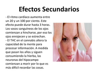 Efectos Secundarios
- El ritmo cardíaco aumenta entre
un 20 y un 100 por ciento. Este
efecto puede durar hasta 3 horas.
Los vasos sanguíneos de los ojos
comienzan a hincharse, por eso los
ojos enrojecen y se estrechan.
- El THC en el cannabis altera la
capacidad de la mente para
procesar información. A medida
que pasan los años y siguen
consumiendo la hierba, las
neuronas del hipocampo
comienzan a morir por lo que es
más difícil recordar las cosas.
 