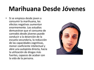 Marihuana Desde Jóvenes
• Si se empieza desde joven a
consumir la marihuana, los
efectos negativos aumentan
enormemente. Los estudios
demuestran que el consumo de
cannabis desde jóvenes puede
conducir a la deserción de la
escuela secundaria, la reducción
de las capacidades cognitivas,
menor coeficiente intelectual y
abre una autopista directa, hacia
la utilización de drogas más
fuertes, capaces de acabar con
la vida de la persona.
 