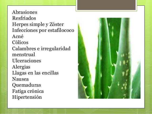 Beneficios de la sÃ¡bila