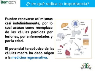 Pueden renovarse así mismas
casi indefinidamente, por lo
cual actúan como reemplazo
de las células perdidas por
lesiones, por enfermedades y
por la edad.
¿Y en qué radica su importancia?
hígado
cerebro
medula
célula
de la
sangre
corazón
neurona
piel
musculo
célula
madre
El potencial terapéutico de las
células madre ha dado origen
a la medicina regenerativa.
 