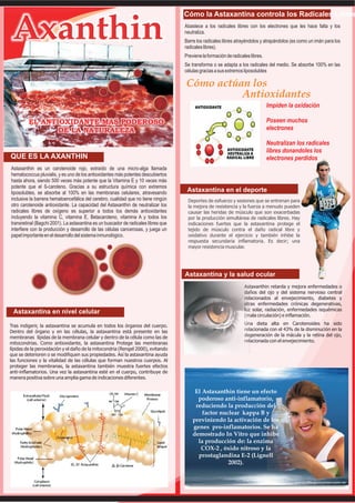 Cómo la Astaxantina controla los Radicales Libres
                                                                                    Abastece a los radicales libres con los electrones que les hace falta y los
                                                                                    neutraliza.
                                                                                    Barre los radicales libres atrayéndolos y atrapándolos (es como un imán para los
                                                                                    radicales libres).
                                                                                    Previene la formación de radicales libres.
                                                                                    Se transforma o se adapta a los radicales del medio. Se absorbe 100% en las
                                                                                    células gracias a sus extremos liposolubles

                                                                                    Cómo actúan los
                                                                                              Antioxidantes
                                                                                                                                 Impiden la oxidación

         EL ANTIOXIDANTE MAS PODEROSO                                                                                            Poseen muchos
                DE LA NATURALEZA                                                                                                 electrones

                                                                                                                                 Neutralizan los radicales
                                                                                                                                 libres donandoles los
QUE ES LA AXANTHIN                                                                                                               electrones perdidos
Astaxanthin es un carotenoide rojo, extraído de una micro-alga llamada
hematococcus pluvialis, y es uno de los antioxidantes más potentes descubiertos
hasta ahora, siendo 500 veces más potente que la Vitamina E y 10 veces más
potente que el ß-caroteno. Gracias a su estructura química con extremos
liposolubles, se absorbe al 100% en las membranas celulares, atravesando             Astaxantina en el deporte
inclusive la barrera hematoencefálica del cerebro, cualidad que no tiene ningún      Deportes de esfuerzo y sesiones que se entrenan para
otro carotenoide antioxidante. La capacidad del Astaxanthin de neutralizar los       la mejora de resistencia y la fuerza a menudo pueden
radicales libres de oxígeno es superior a todos los demás antioxidantes              causar las heridas de músculo que son exacerbadas
incluyendo la vitamina C, vitamina E, Betacaroteno, vitamina A y todos los           por la producción simultánea de radicales libres. Hay
transretinal (Bagchi 2001). La astaxantina es un buscador de radicales libres que    indicaciones fuertes que la astaxantina protege el
interfiere con la producción y desarrollo de las células cancerosas, y juega un      tejido de músculo contra el daño radical libre y
papel importante en el desarrollo del sistema inmunológico.                          oxidativo durante el ejercicio y también inhibe la
                                                                                     respuesta secundaria inflamatoria. Es decir; una
                                                                                     mayor resistencia muscular.




                                                                                    Astaxantina y la salud ocular
                                                                                                                    Astaxanthin retarda y mejora enfermedades o
                                                                                                                    daños del ojo y del sistema nervioso central
                                                                                                                    relacionados al envejecimiento, diabetes y
                                                                                                                    otras enfermedades crónicas degenerativas,
                                                                                                                    luz solar, radiación, enfermedades isquémicas
 Astaxantina en nivel celular
                                                                                                                    (mala circulación) e inflamación.

Tras indigerir, la astaxantina se acumula en todos los órganos del cuerpo.                                          Una dieta alta en Carotenoides ha sido
Dentro del órgano y en las células, la astaxantina está presente en las                                             relacionada con el 43% de la disminución en la
membranas lípidas de la membrana celular y dentro de la célula como las de                                          degeneración de la mácula y la retina del ojo,
mitocondrias. Como antioxidante, la astaxantina Protege las membranas                                               relacionada con el envejecimiento.
lípidas de la peroxidación y el daño de la mitocondria (Rengel 2000), evitando
que se deterioren o se modifiquen sus propiedades. Así la astaxantina ayuda
las funciones y la vitalidad de las células que forman nuestros cuerpos. Al
proteger las membranas, la astaxantina también muestra fuertes efectos
anti-inflamatorios. Una vez la astaxantina esté en el cuerpo, contribuye de
manera positiva sobre una amplia gama de indicaciones diferentes.

                                                                                         El Astaxanthin tiene un efecto
                                                                                          poderoso anti-inflamatorio,
                                                                                         reduciendo la producción del
                                                                                            factor nuclear kappa B y
                                                                                        previniendo la activación de los
                                                                                        genes pro-inflamatorios. Se ha
                                                                                        demostrado In Vitro que inhibe
                                                                                          la producción de: la enzima
                                                                                           COX-2 , óxido nitroso y la
                                                                                          prostaglandina E-2 (Lignell
                                                                                                      2002).
 