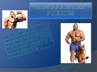 MÚSCULOS MÁS FUERTESLas actividades de fuerza, como levantar pesas o usar máquinas por lo menos dos veces por semana, ayudan al desarrollo muscular y a fortalecer el corazón.