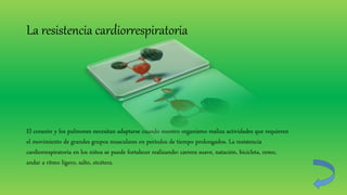La resistencia cardiorrespiratoria
El corazón y los pulmones necesitan adaptarse cuando nuestro organismo realiza actividades que requieren
el movimiento de grandes grupos musculares en períodos de tiempo prolongados. La resistencia
cardiorrespiratoria en los niños se puede fortalecer realizando: carrera suave, natación, bicicleta, remo,
andar a ritmo ligero, salto, etcétera.
 