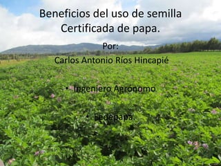 Beneficios del uso de semilla
Certificada de papa.
Por:
Carlos Antonio Ríos Hincapié
• Ingeniero Agrónomo
• Fedepapa.
 