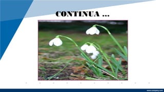 www.company.com
CONTINUA …
 