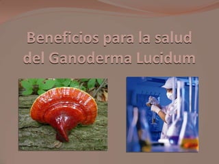 Beneficios para la salud
del Ganoderma Lucidum
 