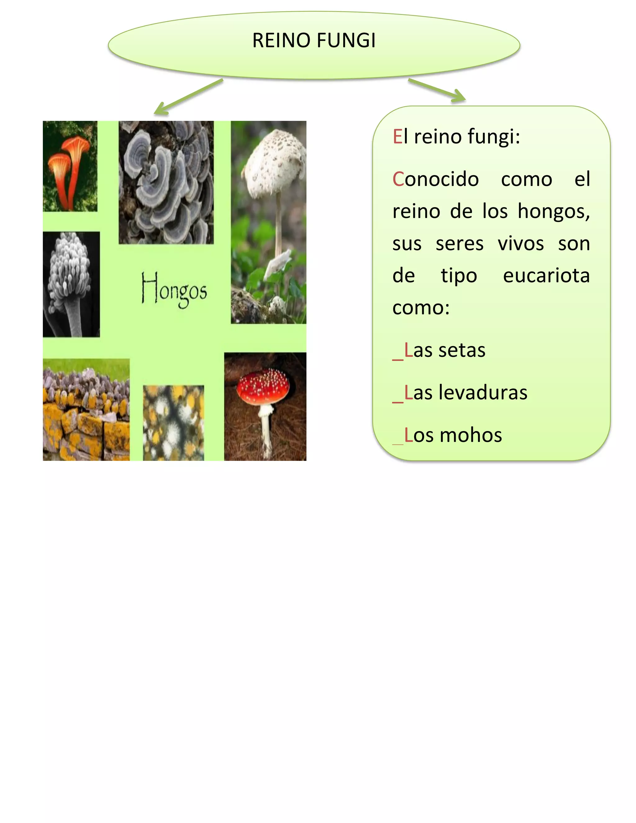 Beneficios y perjuicios del reino fungi | PDF