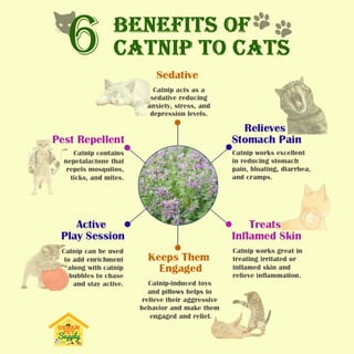 Benefit of Catnip.pdf