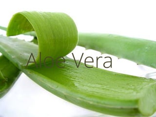 Aloe Vera
 