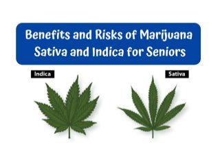 Benefits and Risks of Marijuana Sativa and Indica for Seniors