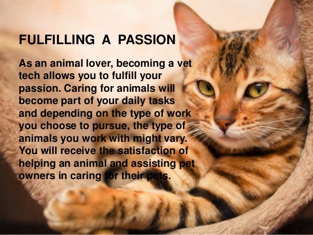 benefits of becoming a veterinary technician becoming a vet