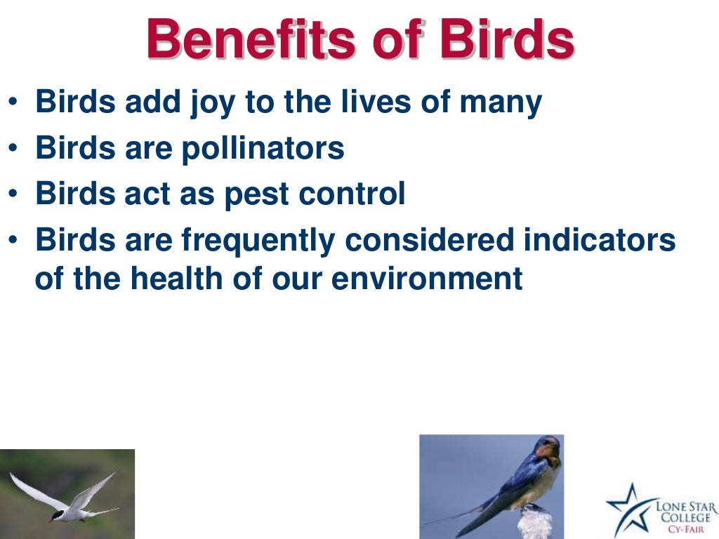 Benefitsof Birds