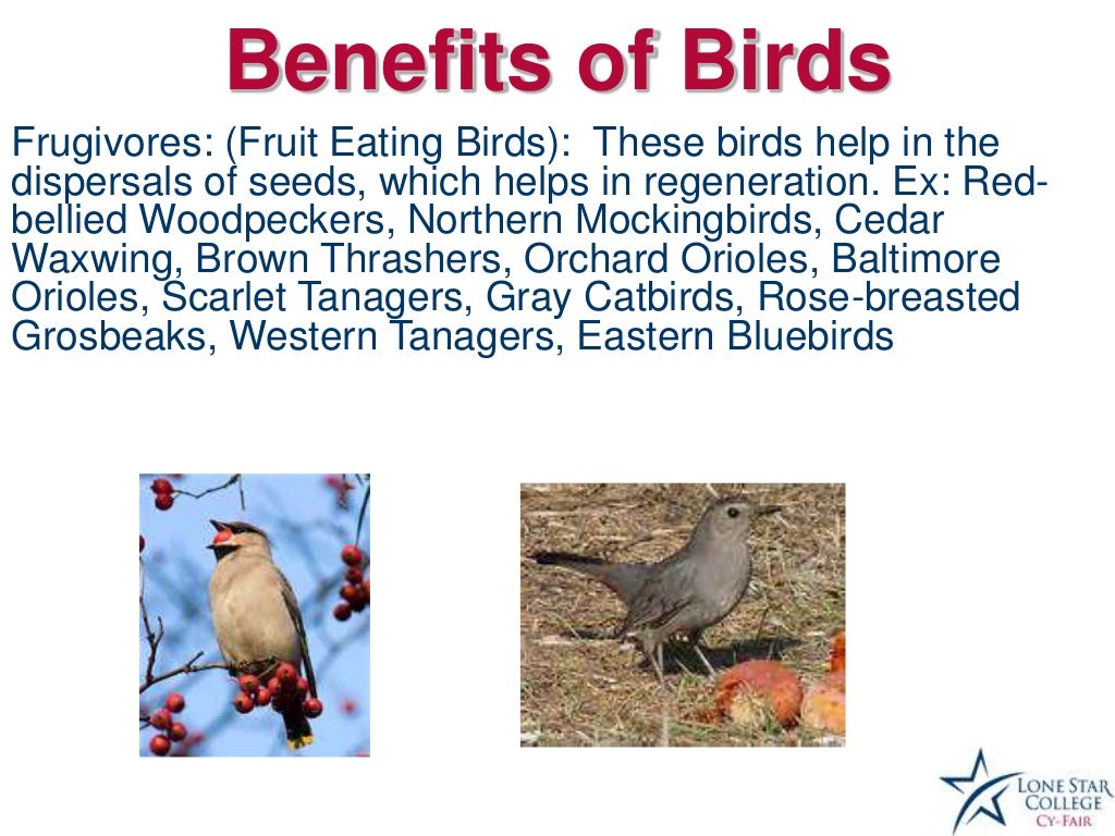 Benefitsof Birds