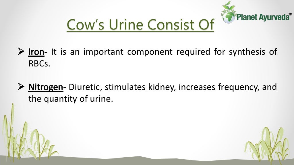 Benefits of cow urine You must Know