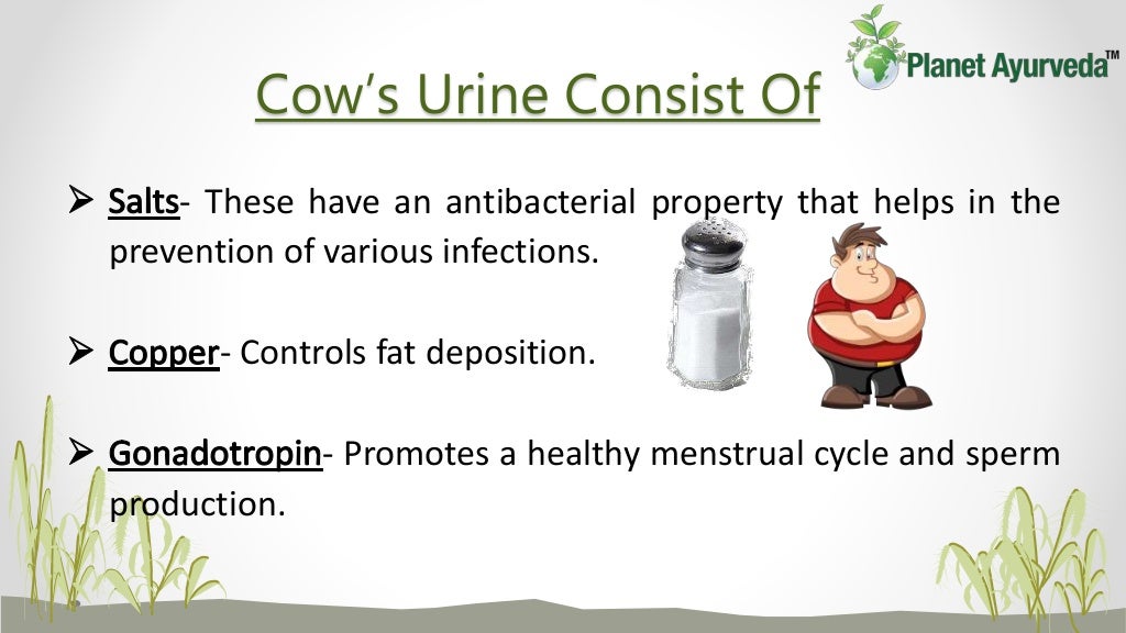 Benefits of cow urine You must Know