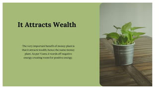 16+ Money Plant Benefits