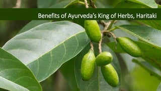 Benefits of Ayurveda’s King of Herbs, Haritaki
 