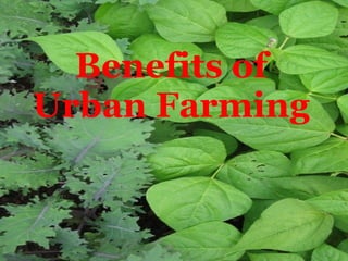 Benefits of Urban Farming 