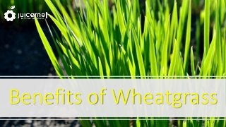 Benefits of Wheatgrass
 