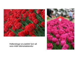 Hollendingar eru þekktir fyrir að  vera miklir blómaræktendur 
