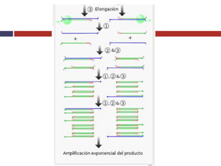 Prueba de PCR