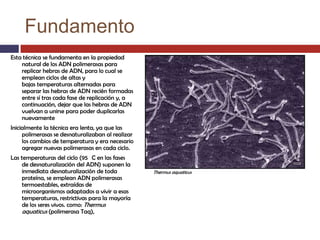 Fundamento
Esta técnica se fundamenta en la propiedad
natural de los ADN polimerasas para
replicar hebras de ADN, para lo cual se
emplean ciclos de altas y
bajas temperaturas alternadas para
separar las hebras de ADN recién formadas
entre sí tras cada fase de replicación y, a
continuación, dejar que las hebras de ADN
vuelvan a unirse para poder duplicarlas
nuevamente
Inicialmente la técnica era lenta, ya que las
polimerasas se desnaturalizaban al realizar
los cambios de temperatura y era necesario
agregar nuevas polimerasas en cada ciclo.
Las temperaturas del ciclo (95 C en las fases
de desnaturalización del ADN) suponen la
inmediata desnaturalización de toda
proteína, se emplean ADN polimerasas
termoestables, extraídas de
microorganismos adaptados a vivir a esas
temperaturas, restrictivas para la mayoría
de los seres vivos. como: Thermus
aquaticus (polimerasa Taq),

Thermus aquaticus

 