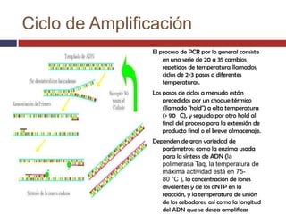 Ciclo de Amplificación
El proceso de PCR por lo general consiste
en una serie de 20 a 35 cambios
repetidos de temperatura llamados
ciclos de 2-3 pasos a diferentes
temperaturas.
Los pasos de ciclos a menudo están
precedidos por un choque térmico
(llamado "hold") a alta temperatura
(> 90 C), y seguido por otro hold al
final del proceso para la extensión de
producto final o el breve almacenaje.
Dependen de gran variedad de
parámetros: como la enzima usada
para la síntesis de ADN (la
polimerasa Taq, la temperatura de
máxima actividad está en 7580 °C ), la concentración de iones
divalentes y de los dNTP en la
reacción, y la temperatura de unión
de los cebadores, así como la longitud
del ADN que se desea amplificar

 