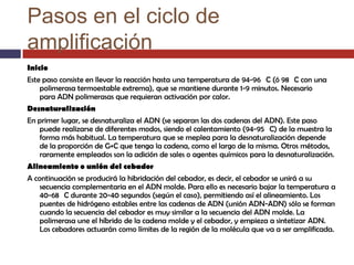 Pasos en el ciclo de
amplificación
Inicio
Este paso consiste en llevar la reacción hasta una temperatura de 94-96 C (ó 98 C con una
polimerasa termoestable extrema), que se mantiene durante 1-9 minutos. Necesario
para ADN polimerasas que requieran activación por calor.
Desnaturalización
En primer lugar, se desnaturaliza el ADN (se separan las dos cadenas del ADN). Este paso
puede realizarse de diferentes modos, siendo el calentamiento (94-95 C) de la muestra la
forma más habitual. La temperatura que se meplea para la desnaturalización depende
de la proporción de G+C que tenga la cadena, como el largo de la misma. Otros métodos,
raramente empleados son la adición de sales o agentes químicos para la desnaturalización.
Alineamiento o unión del cebador
A continuación se producirá la hibridación del cebador, es decir, el cebador se unirá a su
secuencia complementaria en el ADN molde. Para ello es necesario bajar la temperatura a
40-68 C durante 20-40 segundos (según el caso), permitiendo así el alineamiento. Los
puentes de hidrógeno estables entre las cadenas de ADN (unión ADN-ADN) sólo se forman
cuando la secuencia del cebador es muy similar a la secuencia del ADN molde. La
polimerasa une el híbrido de la cadena molde y el cebador, y empieza a sintetizar ADN.
Los cebadores actuarán como límites de la región de la molécula que va a ser amplificada.

 
