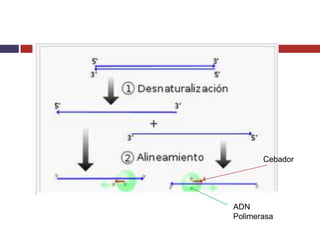 Cebador

ADN
Polimerasa

 